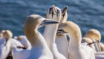 世界杯高清赛事直播-CBA常规赛第23轮：上海队客场战胜广东队